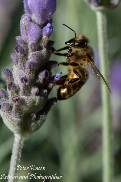 Lavender with a Busy Bee