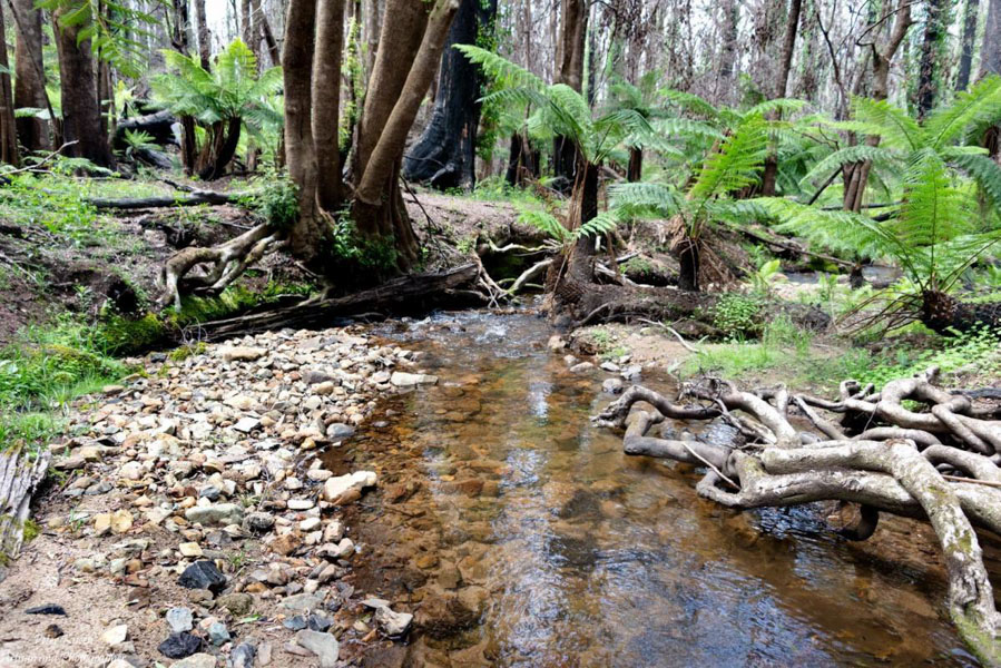 Tree Ferns near the headwaters of the Mongarlowe River