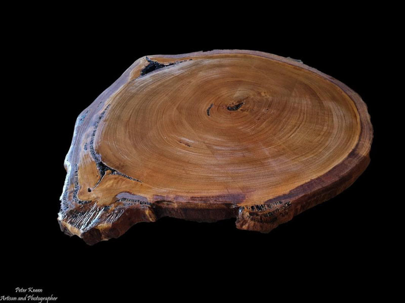 Slice from an old Grey Gum Tree