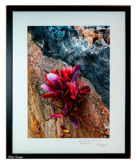 SHFPhoto 03