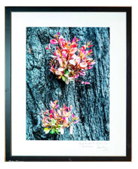 SHFPhoto 04