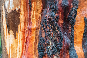 Colourful Eucalyptus Tree Trunk after rain (c) Peter Kneen