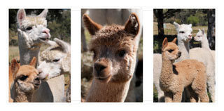 Triptych of Curious Alpacas near Braidwood