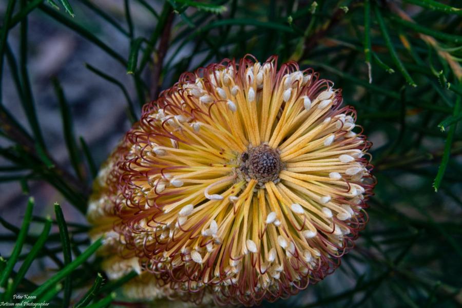 Banksia plant near Echo Point