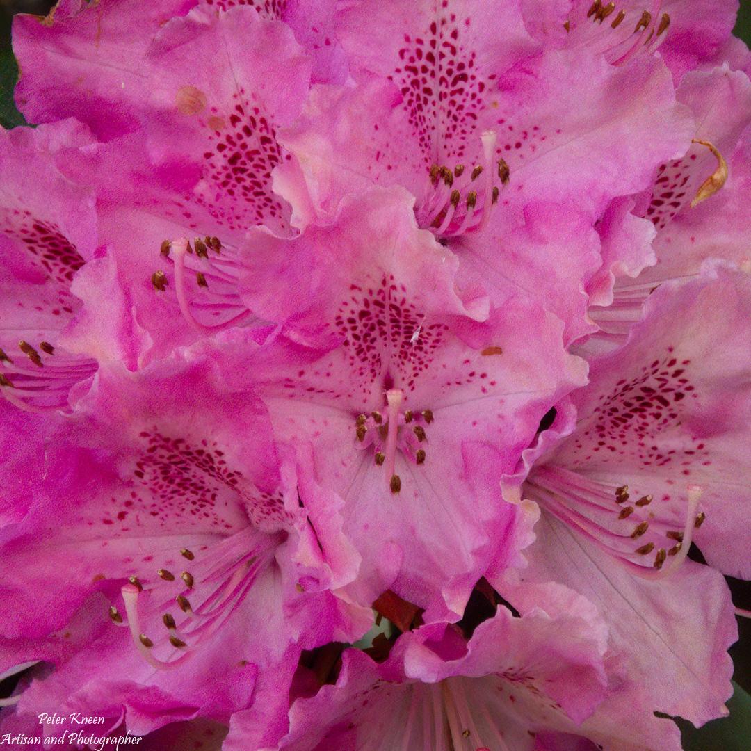 Rhododenrum - 1/160sec, f36, ISO 14400, 450mm equiv.