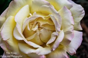 Yellow Rose Macro