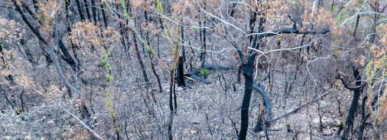 View looking downwards from Echo Point Lookout after the Morton Fires