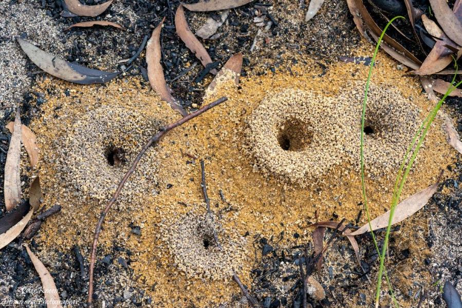 Ants nests appeared after the fires extinguished