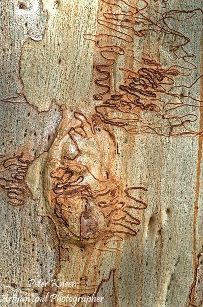 Scribbly-Gum-Art-Portrait-B