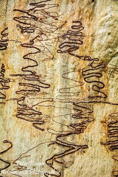 Scribbly-Gum-Art-Portrait-C