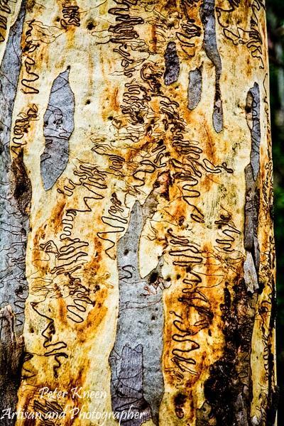 Scribbly-Gum-Art-Portrait-E