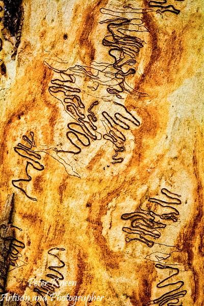 Scribbly-Gum-Art-Portrait-F