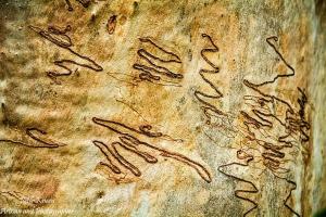 Scribbly Gum Patterns from Lava