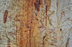 Scribbly-Gum-Art-C