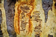 Scribbly-Gum-Art-E