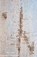 Scribbly-Gum-Art-Portrait-A