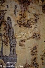 Scribbly-Gum-Art-Portrait-G