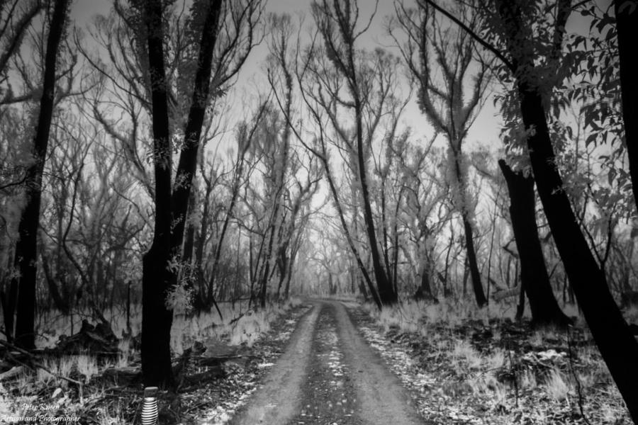 Morton NP - Regrowth of leaves after the 2019-20 Fires