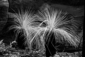 Grass Trees were Survivors of the 2019-20 Fires - Morton NP