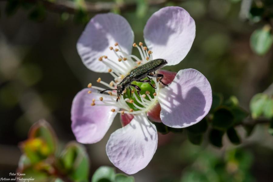 Insect visiting a new flower in Morton NP