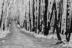 Infrared - Regrowth of Eucalyptus in the Monga