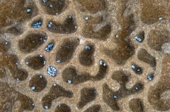 Rock Pool Art D