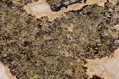 Rock Pool Art G