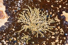 Rock Pool Art H