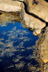 Rock Pool Art J