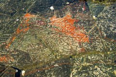 Rock Pool Art L