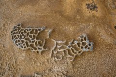 Rock Pool Art E
